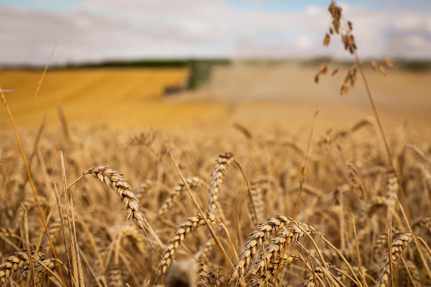 Wheat field