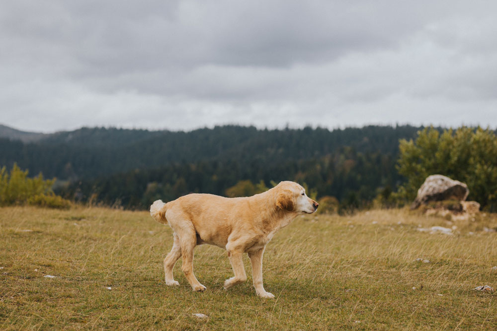 Photo depicting golden retriever walking field